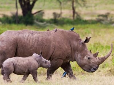 Lake Nakuru National Park