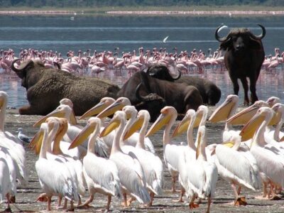 Lake Nakuru National Park