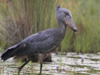 Mabamba Swamp Shoebill Safari