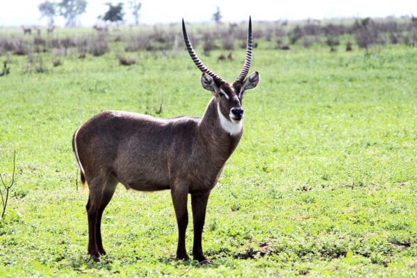 Mozambique Wildlife Safaris