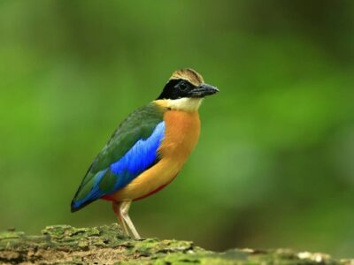 Rwanda Birding Tours