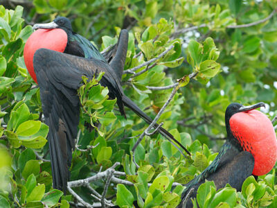 Seychelles birds