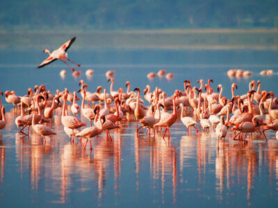 Tanzania Birding Tours