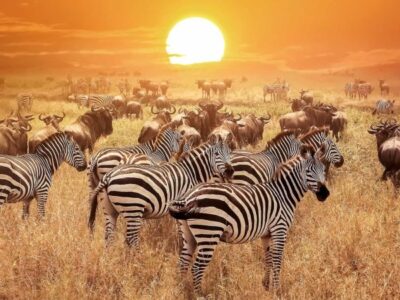 Tanzania Local Tours