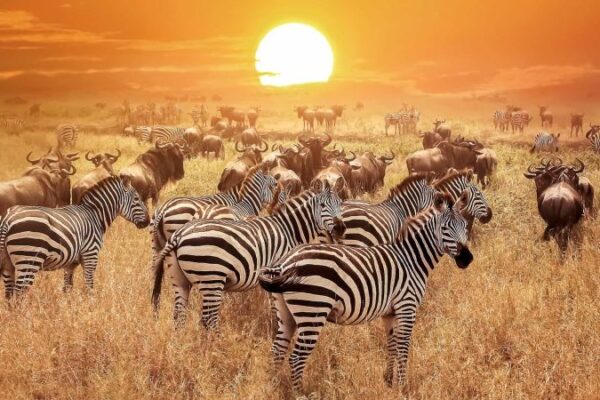 Tanzania Wildlife Safaris Tanzania Wildlife Safaris