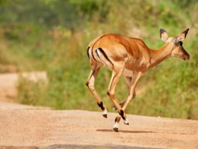 Uganda Wildlife Safaris