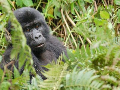 mgahinga national park