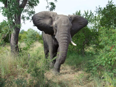 sabi sand game reserve