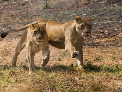 sabi sand game reserve