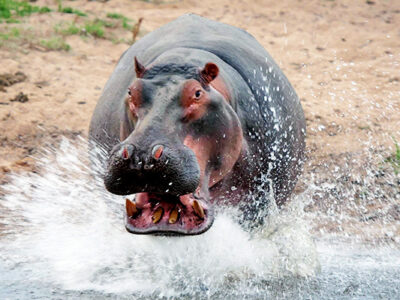 sabi sand game reserve