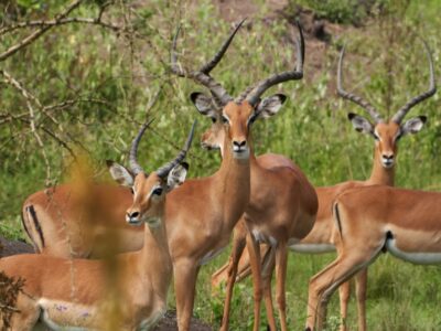 3 days murchison falls safari