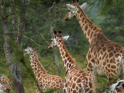 3 days murchison falls safari