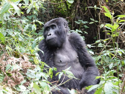 Akagera Safari And Uganda Gorillas