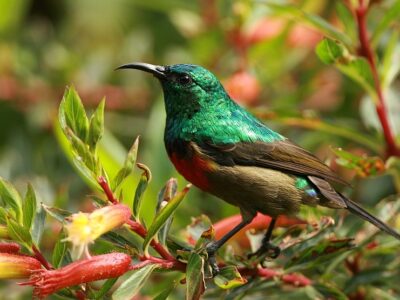 Bwindi Birds