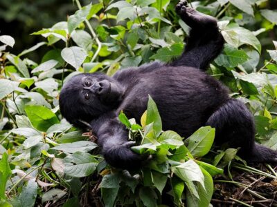 Congo Luxury Gorilla Trekking