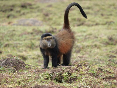 Golden Monkey Trekking In Rwanda JimJam Safaris