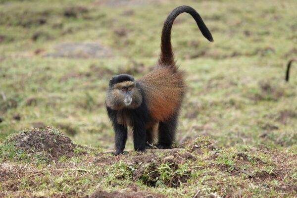 Golden Monkey Trekking In Rwanda JimJam Safaris Golden Monkey Trekking In Rwanda JimJam Safaris