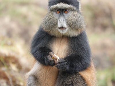 Golden Monkey Trekking In Rwanda JimJam