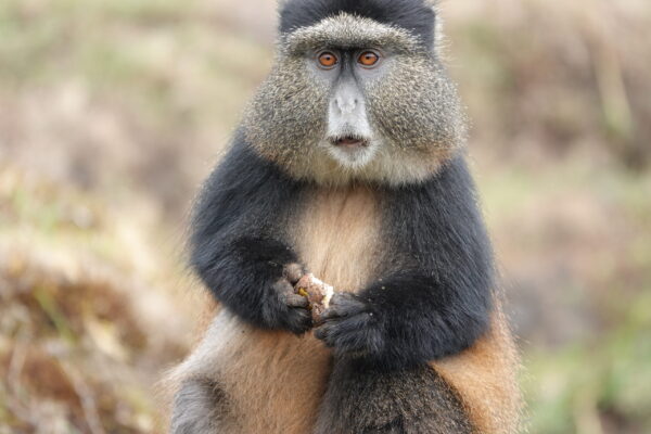 Golden Monkey Trekking In Rwanda JimJam Golden Monkey Trekking In Rwanda JimJam