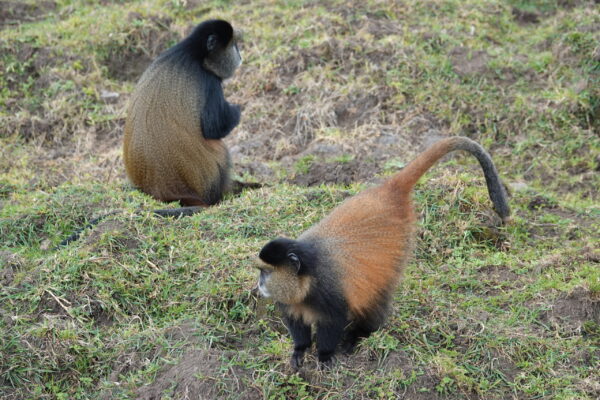 Golden Monkey Trekking In Rwanda Golden Monkey Trekking In Rwanda