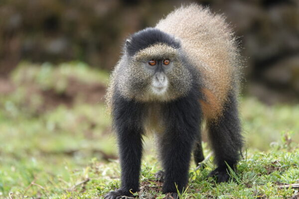 Golden Monkey Trekking In Uganda