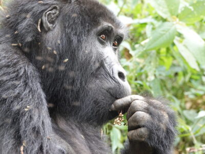 Gorilla Trekking In Rainy Season