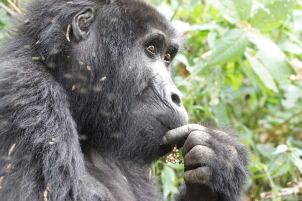 Gorilla Trekking In Rainy Season