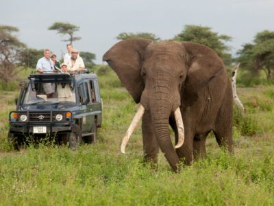 Group Safaris