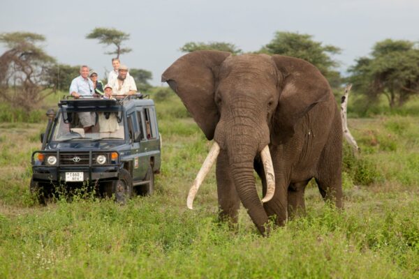 Group Safaris