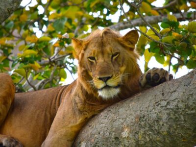 Queen Elizabeth national park