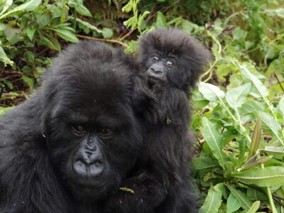 Rwanda Gorillas And Akagera Wildlife Safari