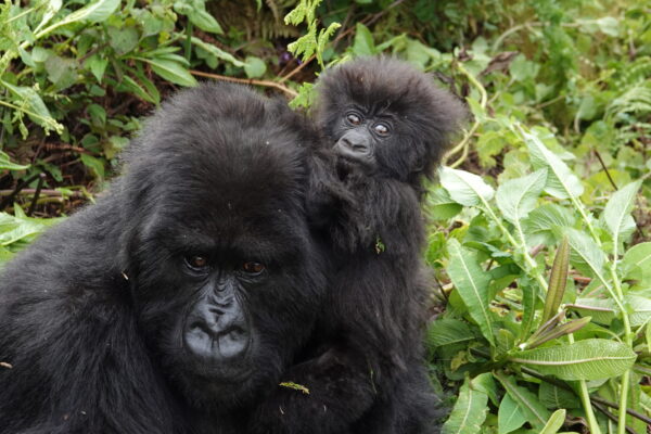 Rwanda Gorillas And Akagera Wildlife Safari