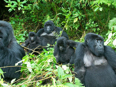 Rwanda Group Safaris