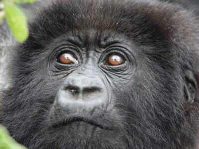 Rwanda Luxury Gorilla Trekking