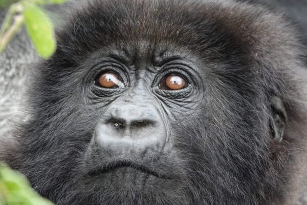 Rwanda Luxury Gorilla Trekking Rwanda Luxury Gorilla Trekking