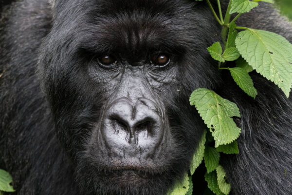 Visit Rwanda Visit Rwanda