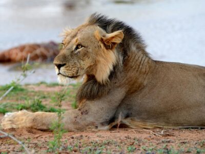 samburu national reserve