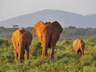 samburu national reserve