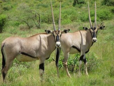 samburu national reserve