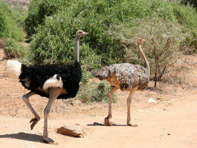 samburu national reserve