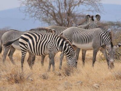 samburu national reserve