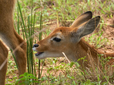 African Safari Trips