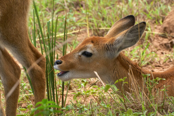 African Safari Trips African Safari Trips