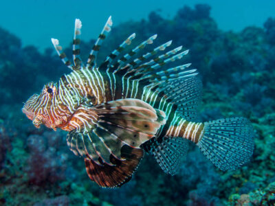 Bazaruto Archipelago Marine and Wildlife Safari