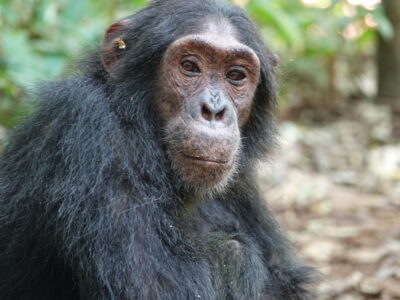 Chimpanzee