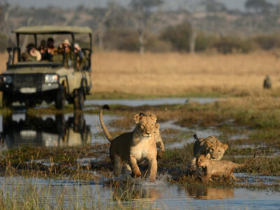 Chobe National Park Remarkable Wildlife Adventure