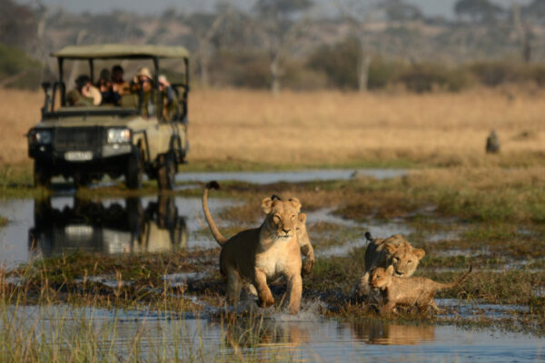 Chobe National Park Remarkable Wildlife Adventure