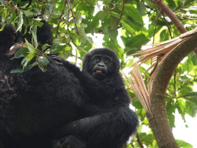 Gorillas And Lion Tracking