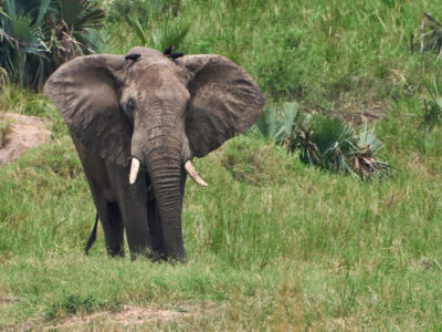 Gorongosa And Niassa Wilderness Safari