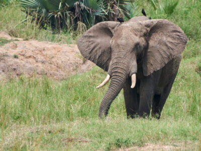 Kruger National Park Safari